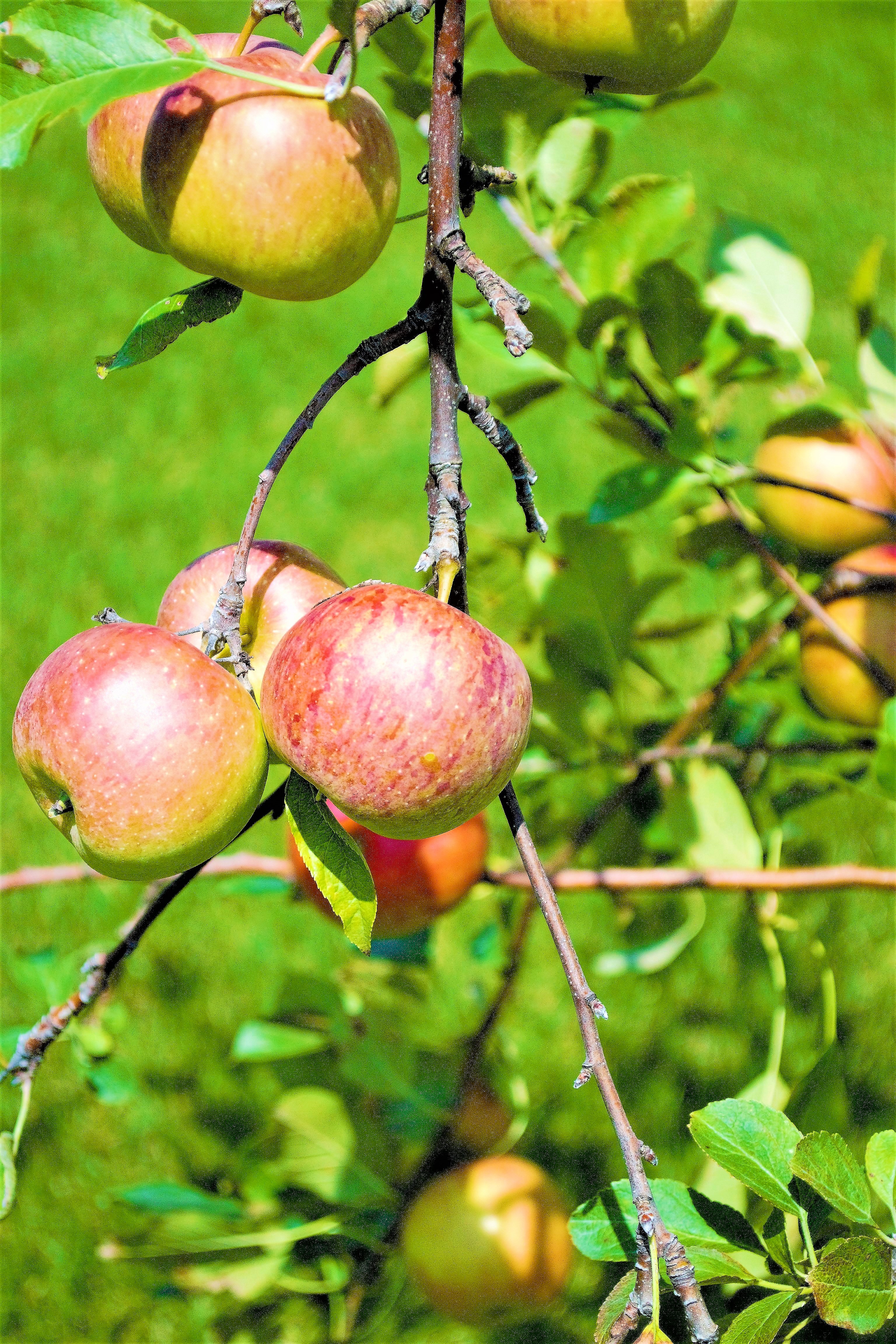 Apple Tree