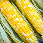 Roasted Corn on the Cob in Husks