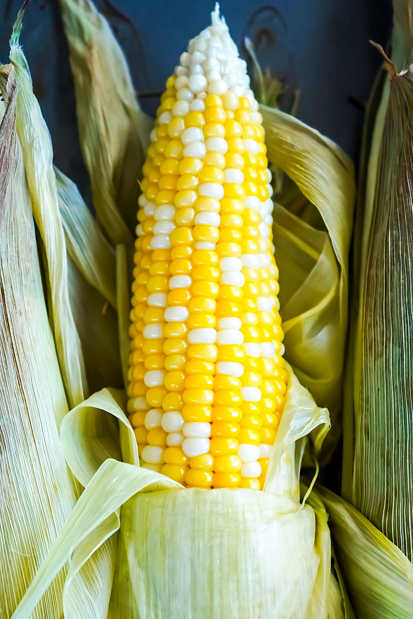 Freshly Baked Corn on the Cob with husk